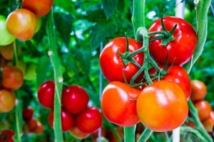 4 Manfaat Tomat untuk Kesehatan Tubuh