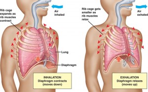 Anatomi Fisiologi Airway Breathing